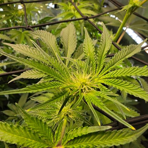 Hermie growlog timeline photo