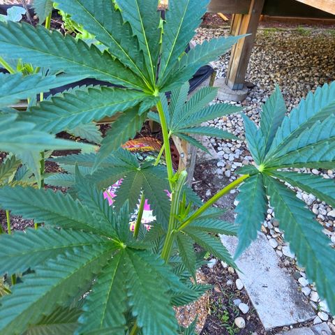 Hermie growlog timeline photo