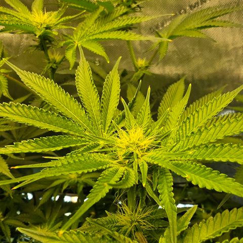 Hermie growlog photo: Raise reservoir and raised right plant 4"