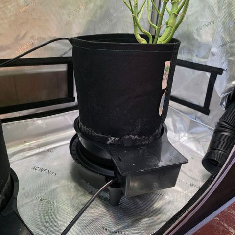 Hermie growlog photo: Raise reservoir and raised right plant 4"