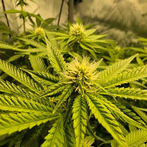 Hermie growlog photo: Raise reservoir and raised right plant 4"