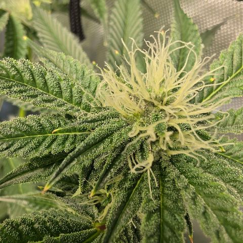 Hermie growlog timeline photo
