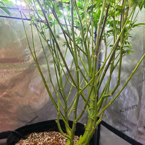 Hermie growlog timeline photo