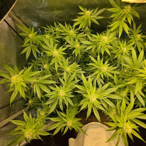 Hermie growlog timeline photo