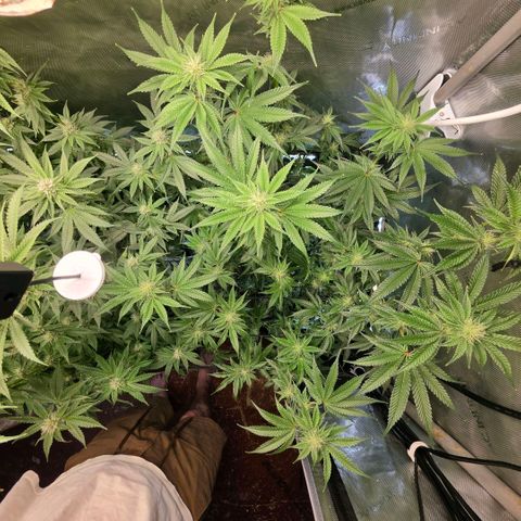 Hermie growlog timeline photo