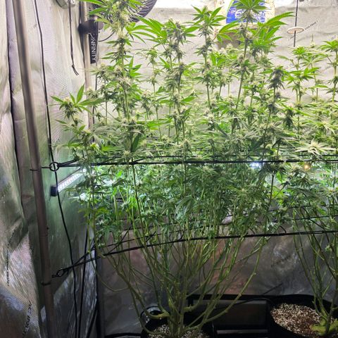 Hermie growlog timeline photo