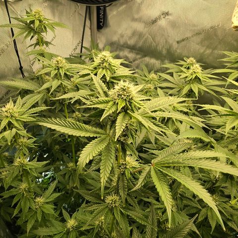 Hermie growlog timeline photo