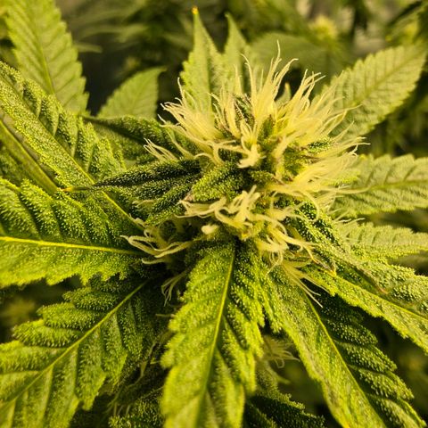Hermie growlog timeline photo