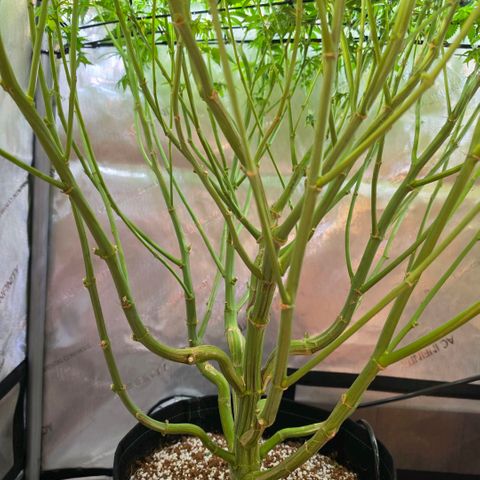 Hermie growlog timeline photo