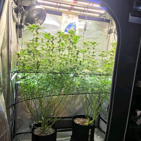 Hermie growlog timeline photo