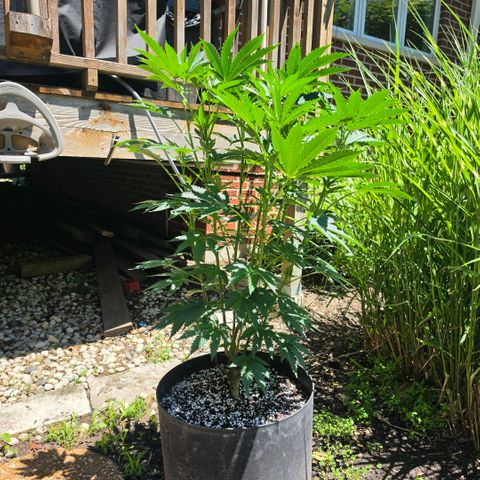 Hermie growlog timeline photo