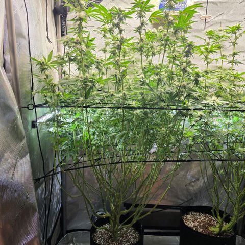 Oprah growlog timeline photo