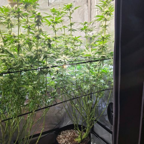 Delphine growlog timeline photo