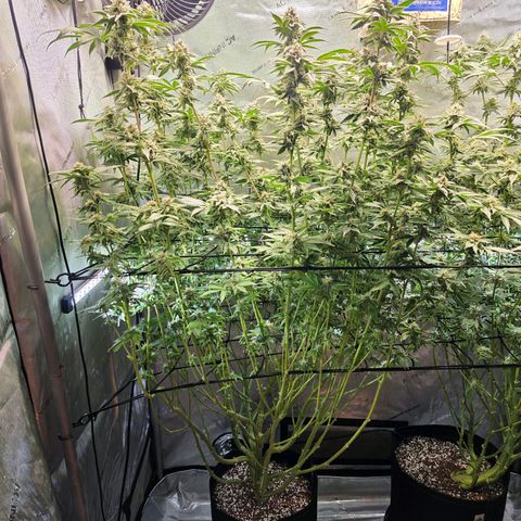 Oprah growlog timeline photo