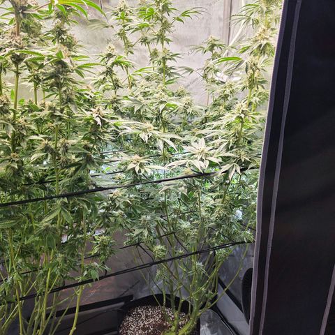 Delphine growlog timeline photo