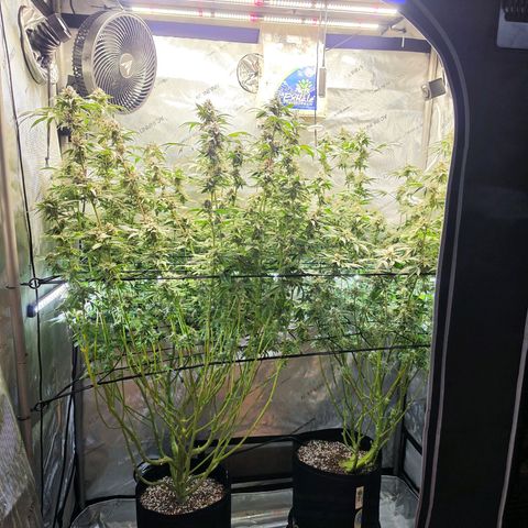 Hermie growlog timeline photo