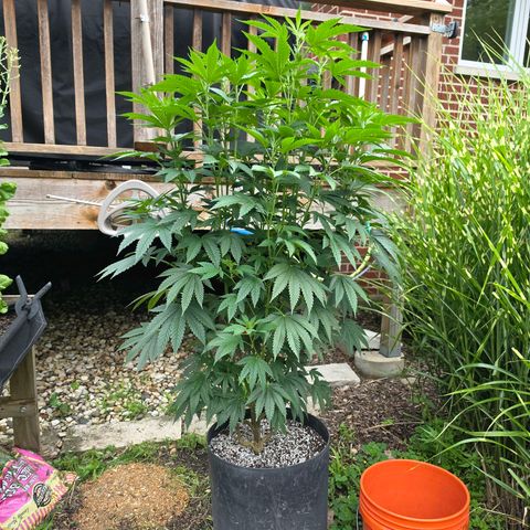 Hermie growlog timeline photo