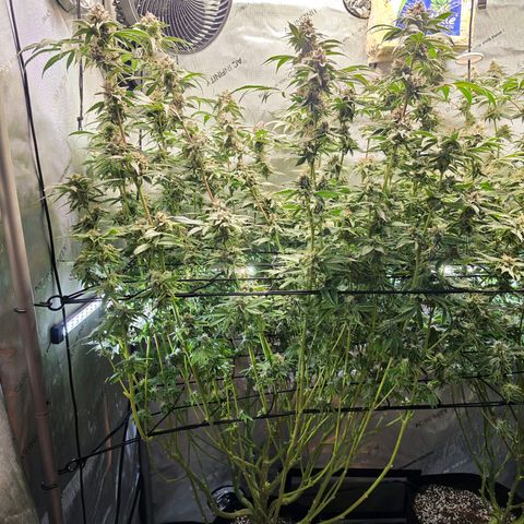 Hermie growlog timeline photo