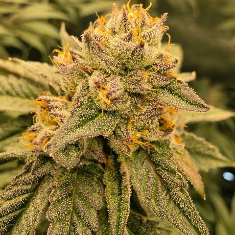 Hermie growlog timeline photo