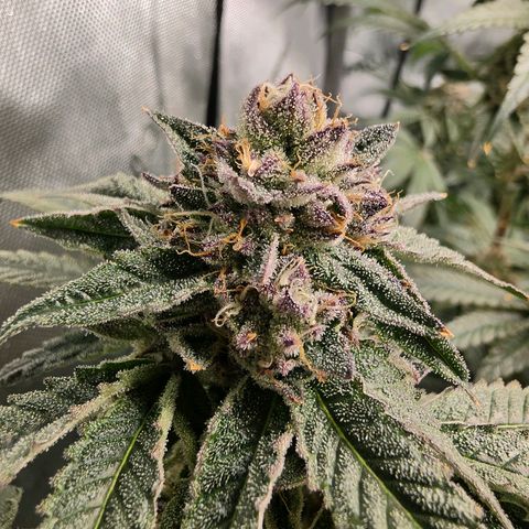 Hermie growlog timeline photo