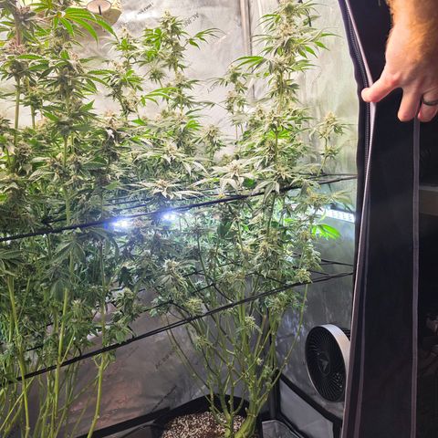 Hermie growlog timeline photo