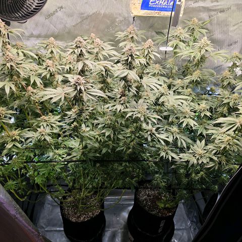 Hermie growlog timeline photo