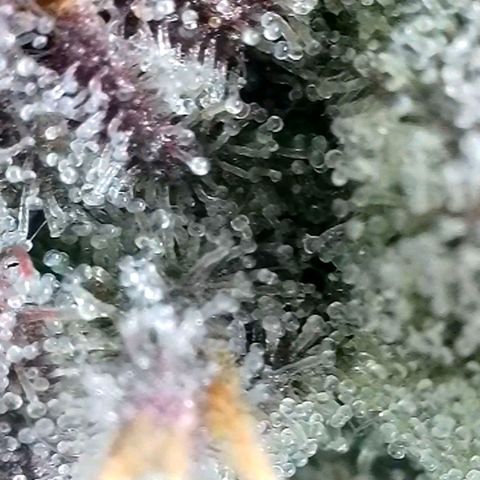 Hermie growlog timeline photo
