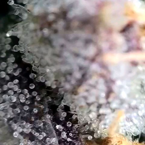Hermie growlog timeline photo