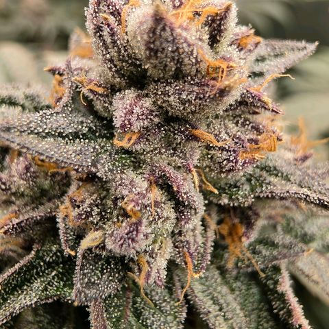 Hermie growlog timeline photo