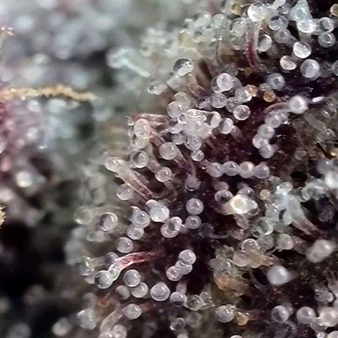 Hermie growlog timeline photo