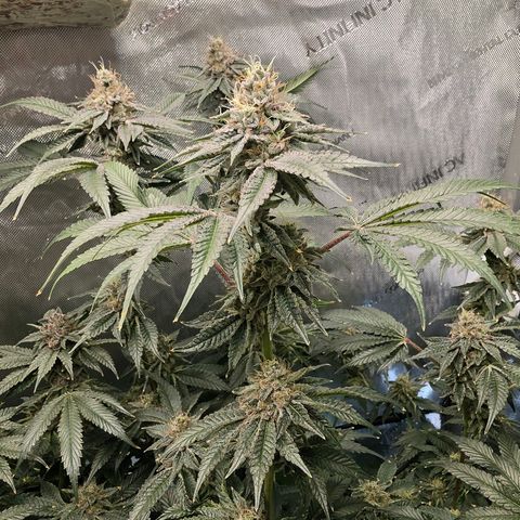 Hermie growlog timeline photo