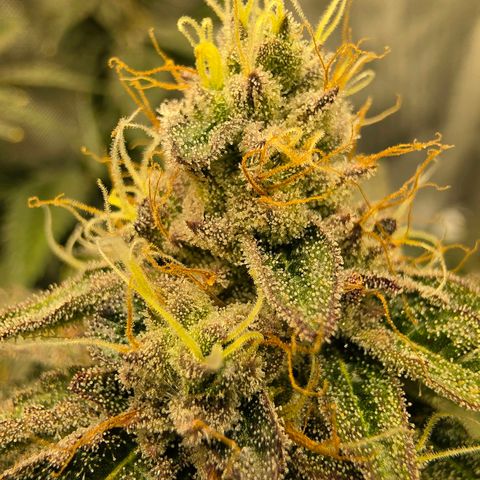 Hermie growlog timeline photo