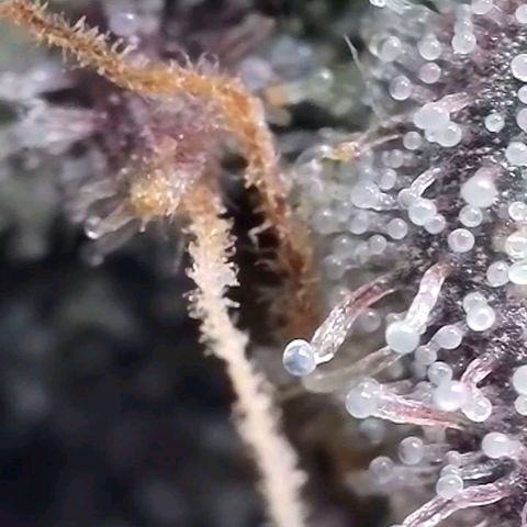 Hermie growlog timeline photo