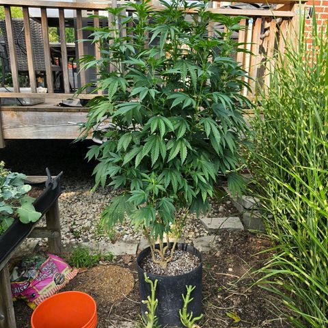 Hermie growlog timeline photo