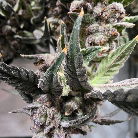 Hermie growlog timeline photo