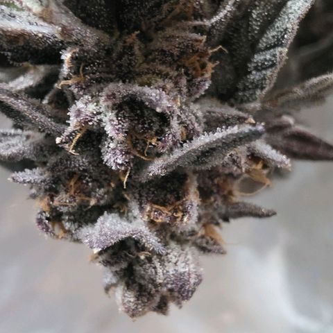 Hermie growlog timeline photo