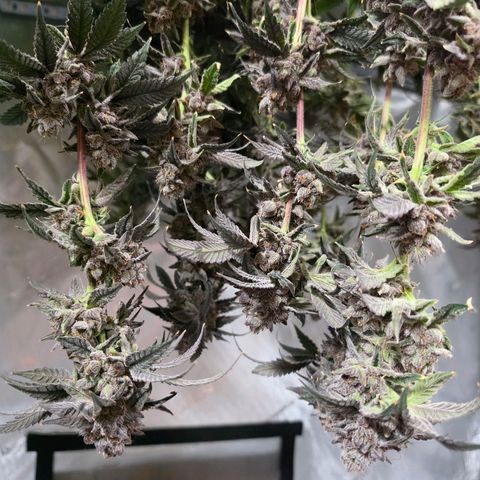 Hermie growlog timeline photo