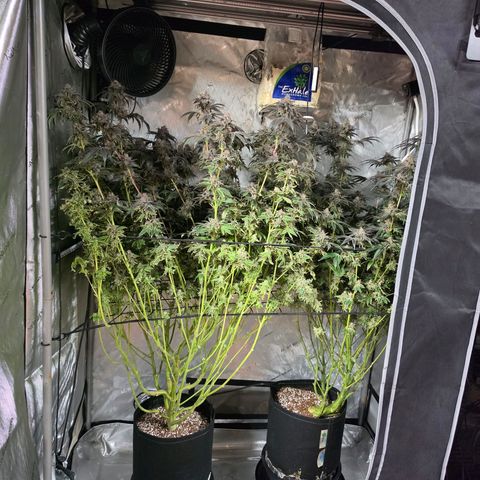 Hermie growlog timeline photo