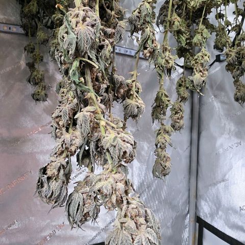 Hermie growlog timeline photo