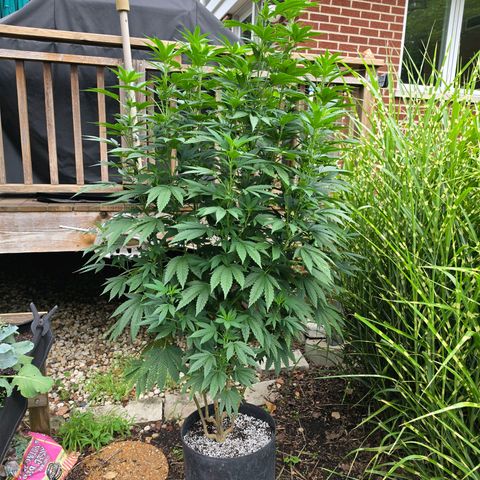 Hermie growlog timeline photo