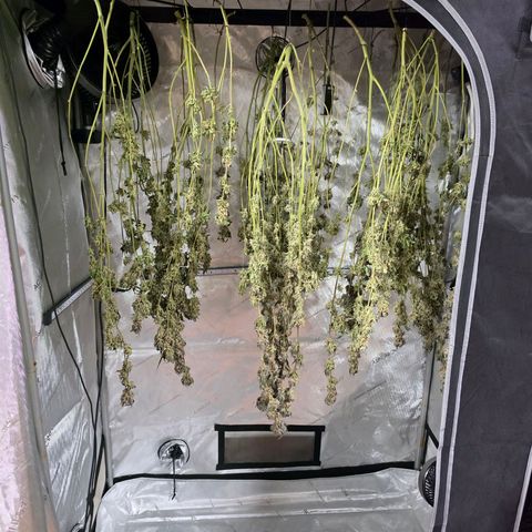 Hermie growlog timeline photo