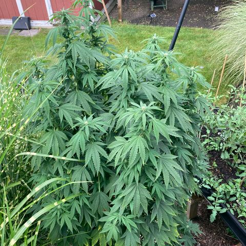 Hermie growlog timeline photo