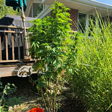 Hermie growlog timeline photo