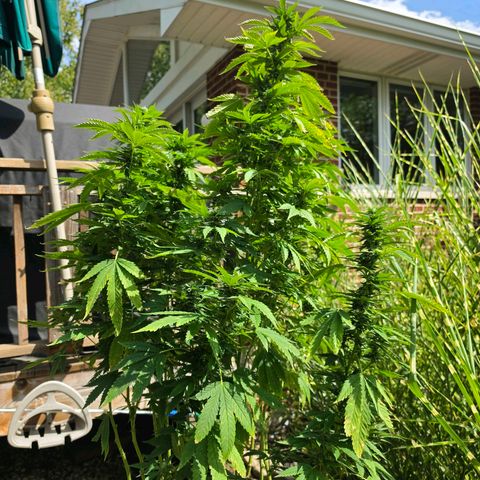 Hermie growlog timeline photo
