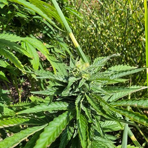 Hermie growlog timeline photo