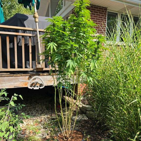 Hermie growlog timeline photo