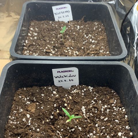 Auto White Widow growlog timeline photo