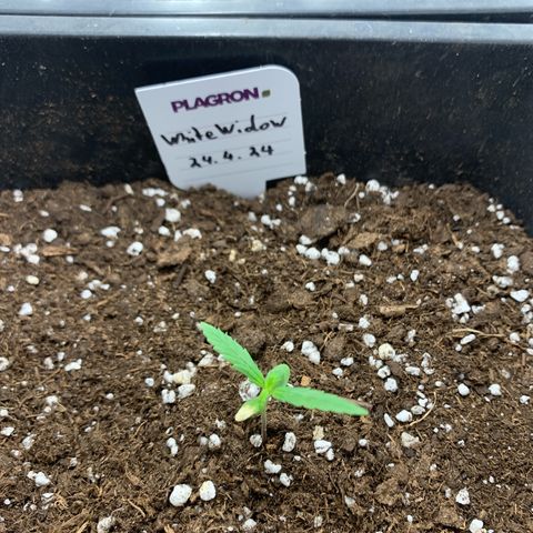 Auto White Widow growlog timeline photo