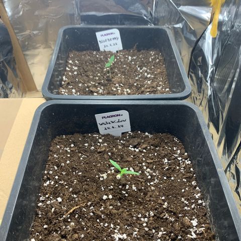 Auto White Widow growlog timeline photo
