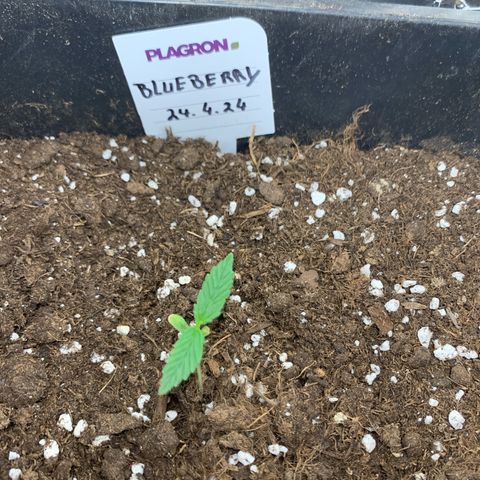 Auto White Widow growlog timeline photo